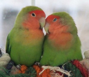 Lovely-Love-Birds-500x431