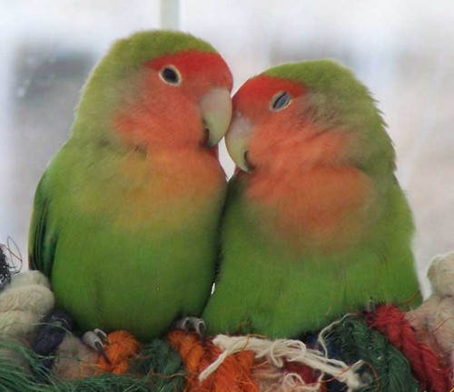 Lovely-Love-Birds-500x431