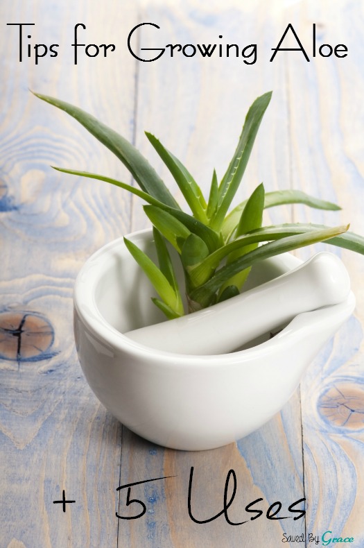 Tips for growing Aloe