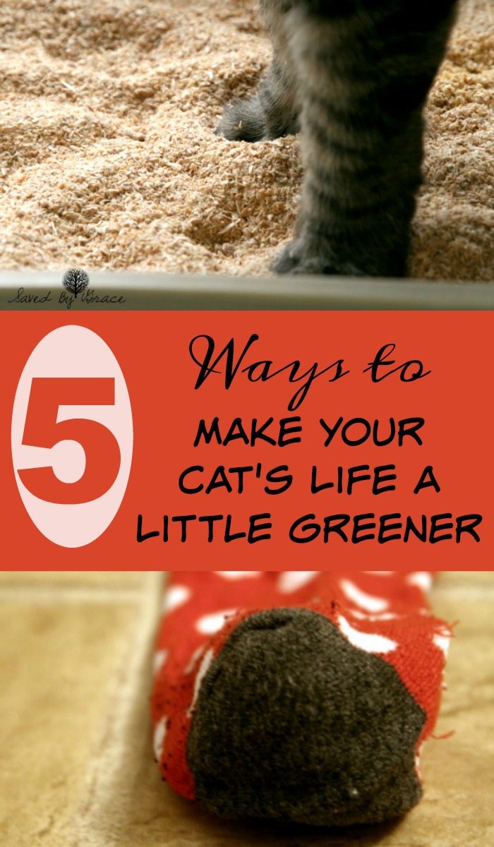 5-ways-to-make-your-cats-life-a-little-greener