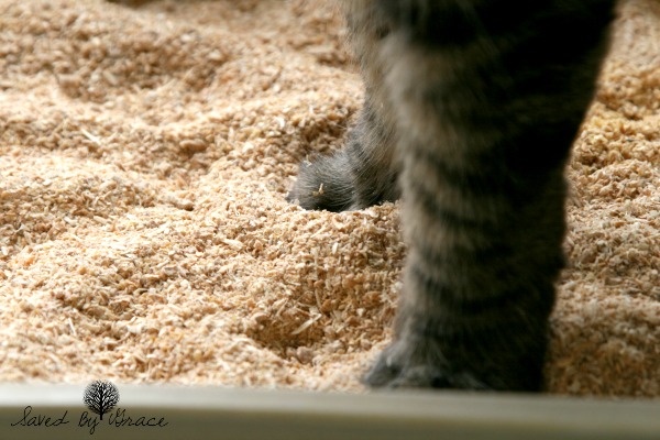 feline-pine-cat-litter