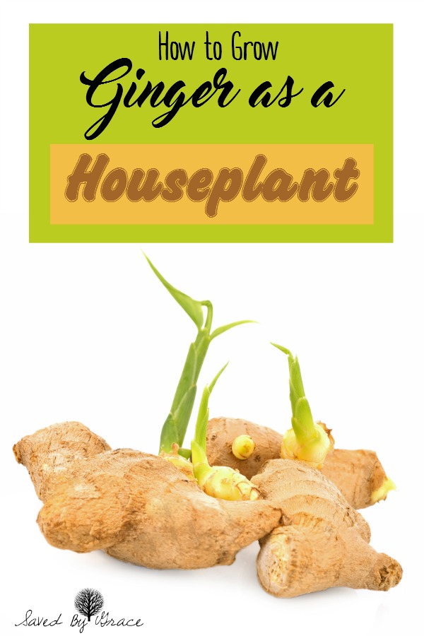 How to Grow Ginger as a Houseplant- Ginger is an easy plant to grow indoors and in any climate so you can have ginger for cooking any time!